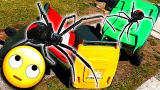 Trash Bins Spider Removal $20 Fix & Redback Spider Tank EDUCATIONAL VIDEO