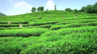 Download lagu Pokka Green Tea TVC mp3 Download lagu Pokka Green Tea TVC mp3