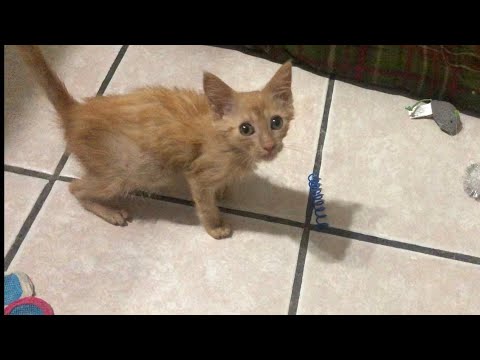 Kittens Help Me Announce New Video Series - Everyday Rescue