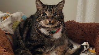 The Original Little Mate