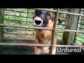 Dog Making Ariel Commercial
