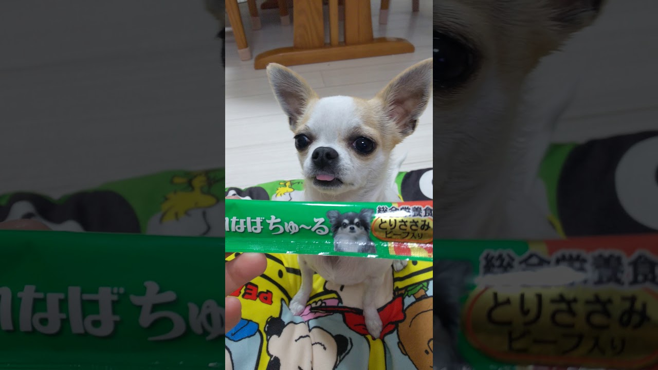 【祝100万再生】チワワのモネ 舌が出た