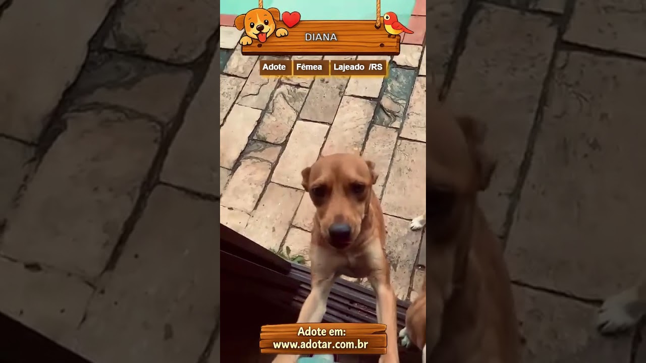 Cachorro raça SRD-ViraLata idade 1 ano nome DIANA