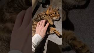 猫様をもふもふするだけの動画