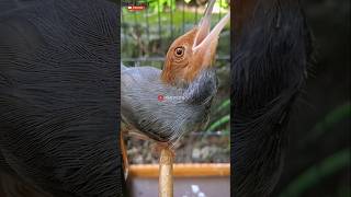 Download lagu prenjak gacor tarung #kicaumania#prenjakmania#prenjakgacor#prenjakklawu#shorts mp3