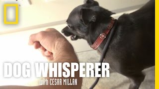 Confronting Richard | Dog Whisperer
