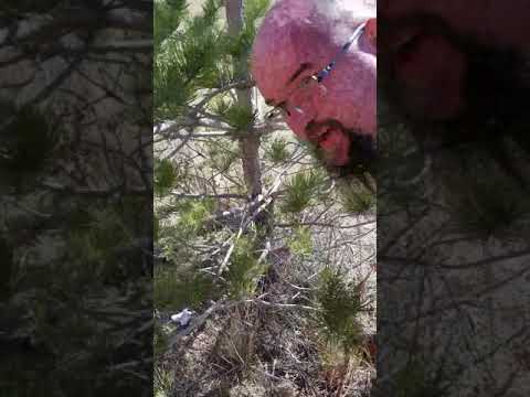 How to kill trees in 24h