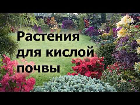 Растения для кислой почвы. Что хорошо растет и красиво цветет на кислых грунтах.