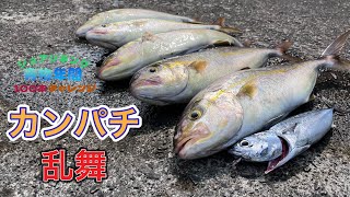 高知最強堤防で続くカンパチの乱舞！【ショアジギング青物年間100本チャレンジ#129】
