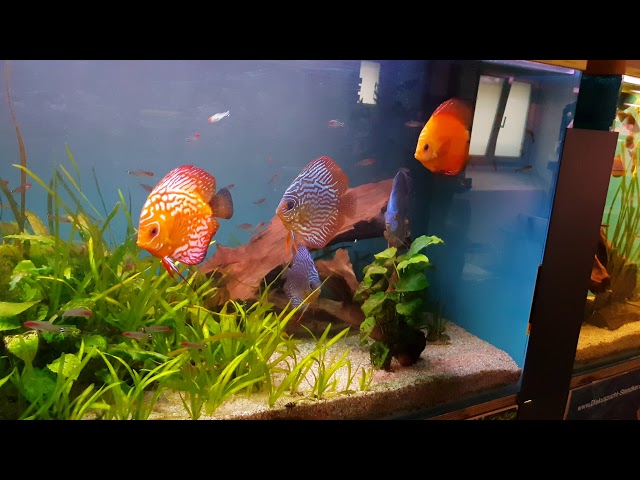 Discus aquarium @ Aquarium Club Discus Differdange