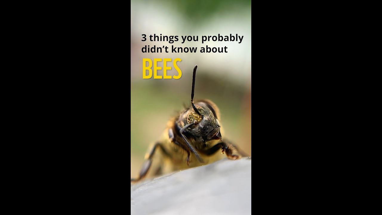3 Things You Didn't Know About Bees #WorldBeeDay #funfacts #canada #wwf #bees