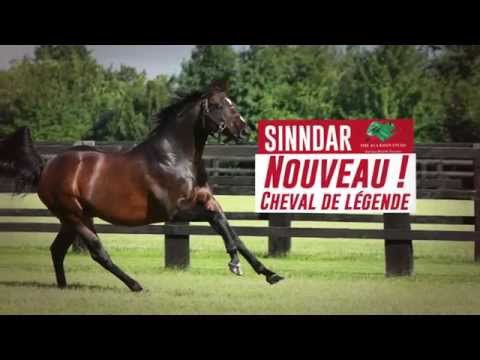 Haras du Lion 2016 : Sinndar, Sunday Break, Balko, Maresca Sorrento, Feel Like Dancing, Voiladenuo