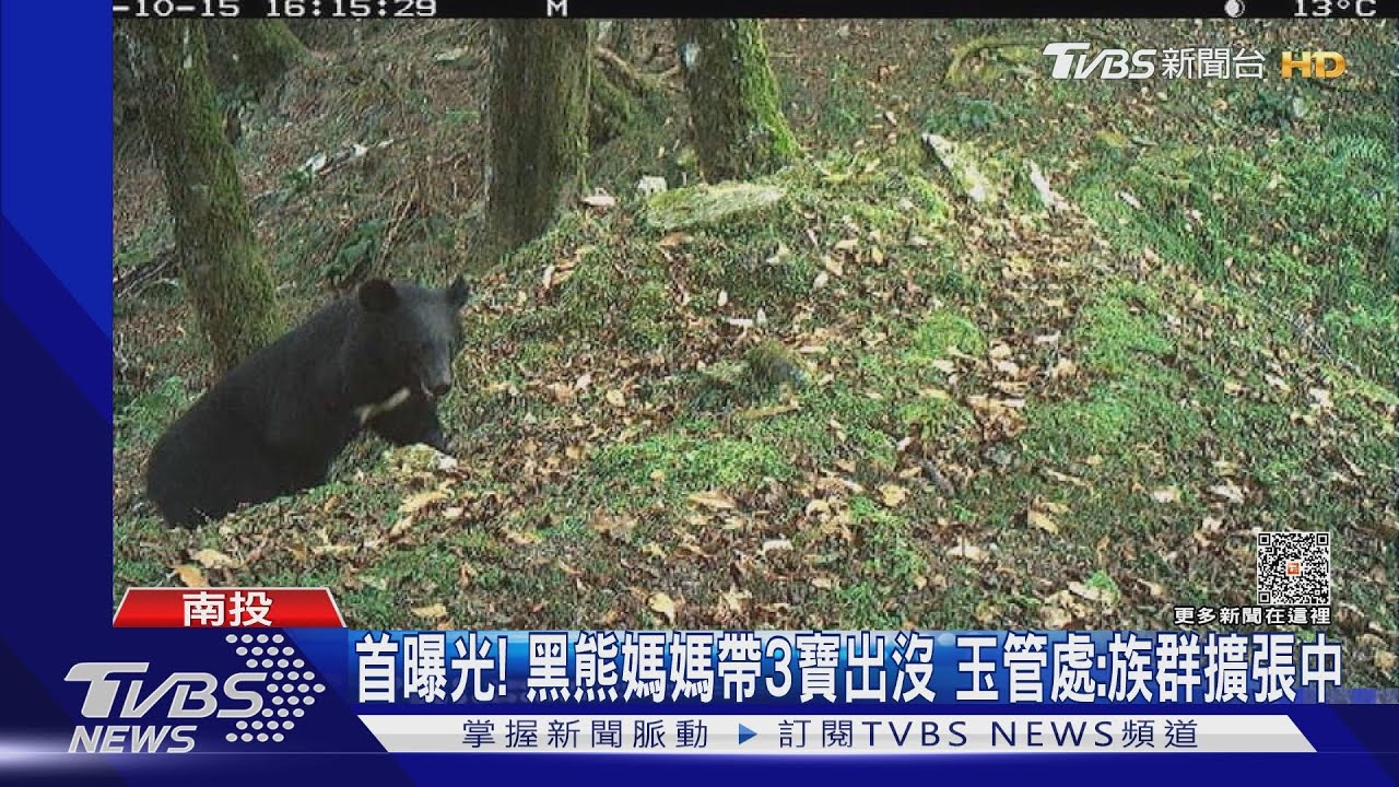 首曝光! 黑熊媽媽帶3寶出沒玉管處:族群擴張中