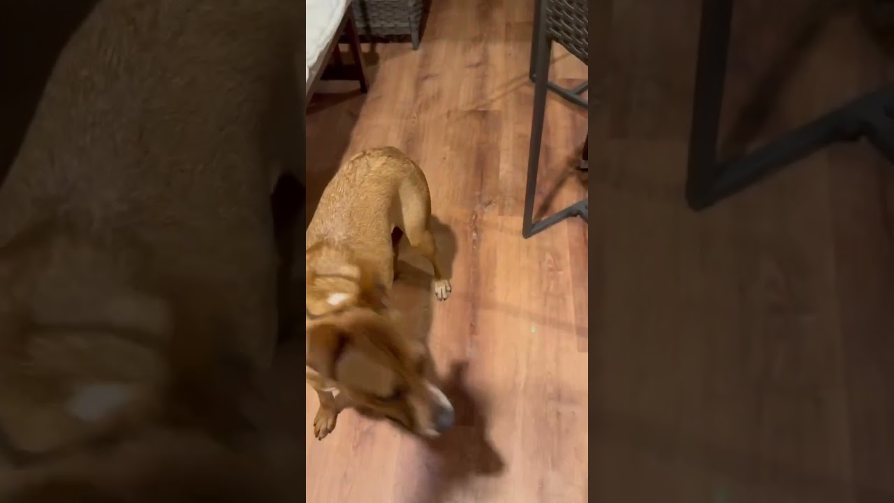 Enlarge Betsy, a Adoptable mixed breed in Kansas City, MO video 6/6