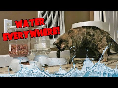 CAT PLAYS IN WATER BOWL AND MAKES A BIG MESS