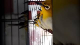 Download lagu Terapi Pleci Agar Cepat Bunyi Bukpar Pleci Macet Bunyi & Bahan Josterops mp3