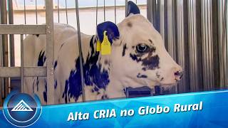 Como o manejo de bezerras impacta o futuro do rebanho leiteiro