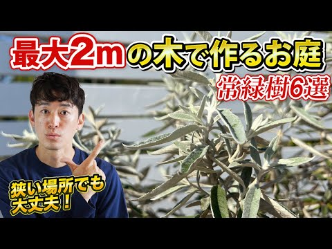 常緑低木: 庭にとって最も美しい種 トピックス