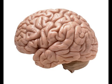 Week 6: Cranial nerve nuclei