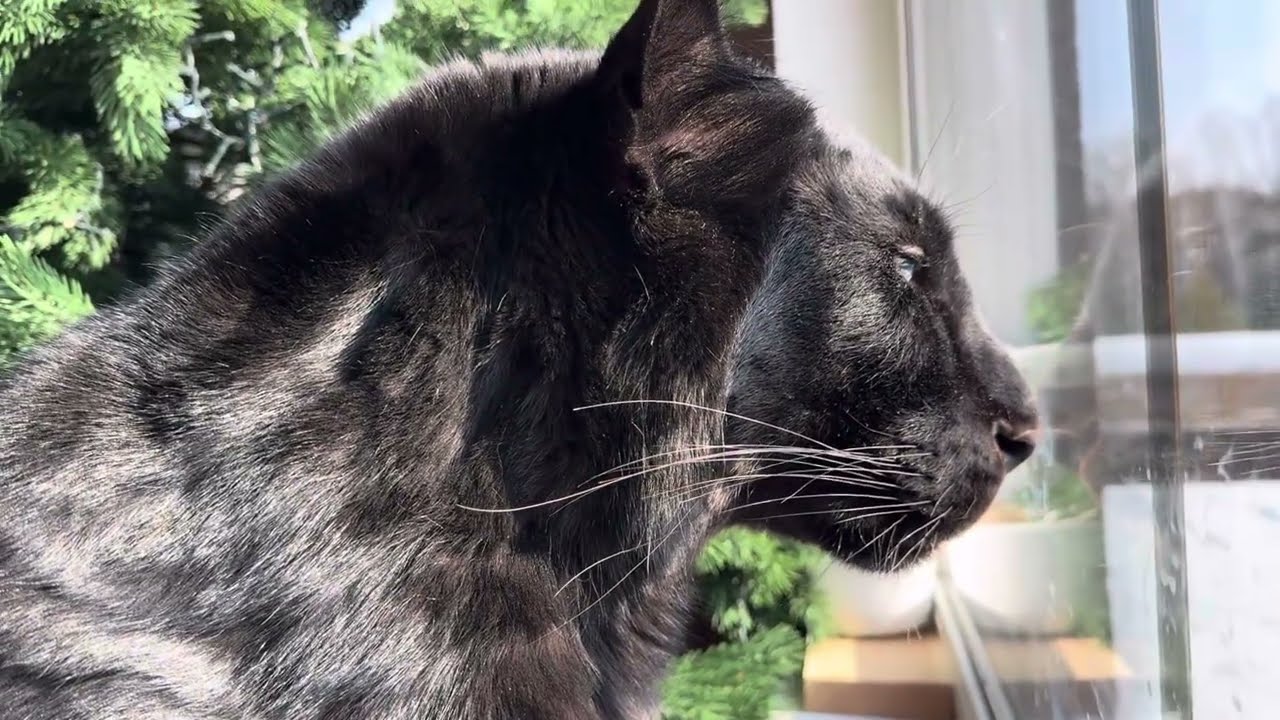 Luna the Panther | A Day with Birds (ENG SUB)