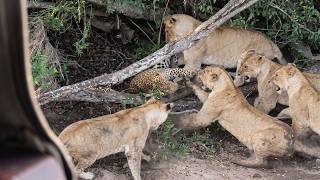 Leopardo é atacado por cinco leoas!!!