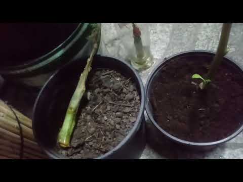 193#. Brugmansia( bieluń drzewiasty) ukorzenione w wodzie.