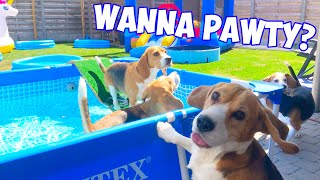 Beagle Puppies Playing : Barking & Howling