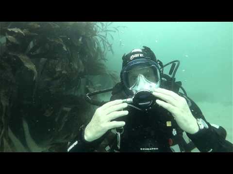 download lagu mp3 mp4 Ocean Reef Predator Mask, download lagu Ocean Reef Predator Mask gratis, unduh video klip Ocean Reef Predator Mask