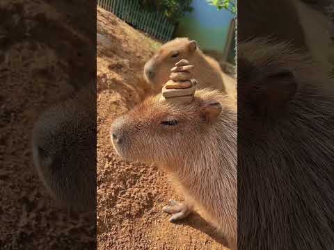Capybara