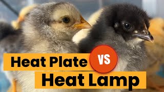 Heat Lamp VS Heat Plate | The Best Day Old Chick Brooder Set Up!