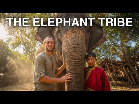 GLI UOMINI ELEFANTE: La storia incredibile della tribù che vive con gli elefanti in Thailandia 🇹🇭