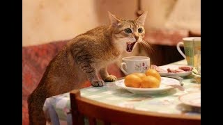 Я накричал на вредного кота, а оказалось, что он спас мне жизнь!