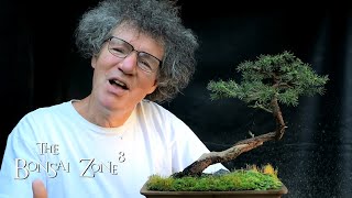 Download Lagu Choosing a Pot for My Birds Nest Spruce, Part 1, The Bonsai Zone, Aug 2021 Thumbnail