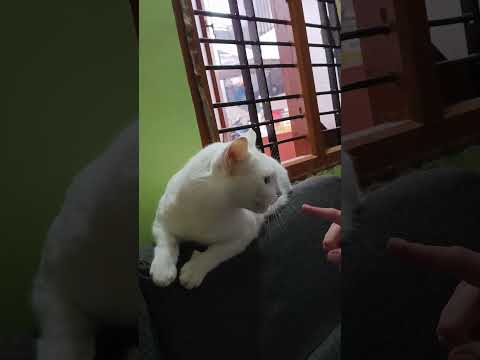 Cat eating finger(trying)