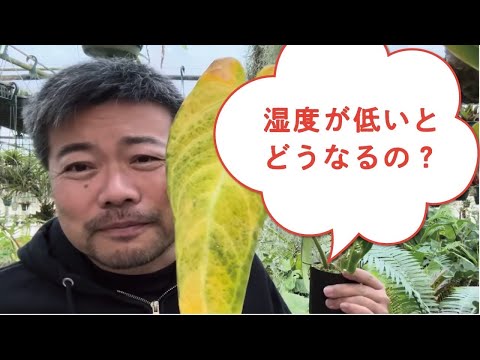 堆肥を湿らせるためにいつ水をやるのか