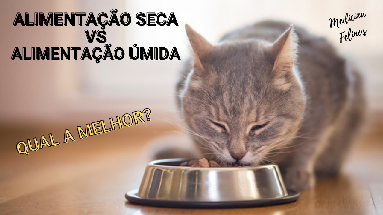 Alimentação SECA ou ÚMIDA? Qual a melhor para o meu gato?
