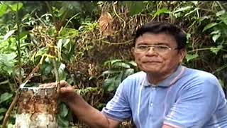 Download lagu Lanzones (Filipino) mp3