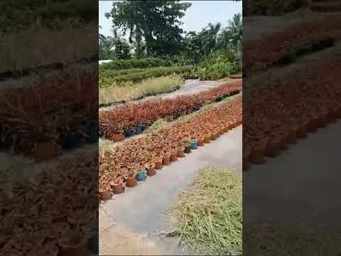 Full sun exposure red pantas flowering plant, packaging type...