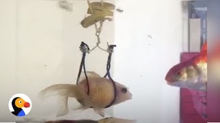 Injured Fish Gets Harness to Help Her Swim | The Dodo