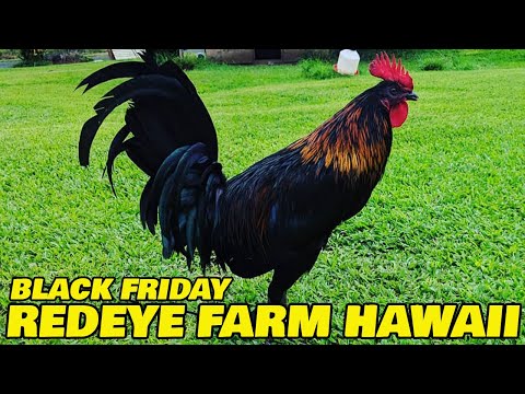 HAWAII !! Beautiful Black Birds - REDEYE FARM