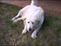 Slim Dusty --- My Final Song 