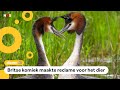Kotsende vogel uitgeroepen tot 'vogel van de eeuw'