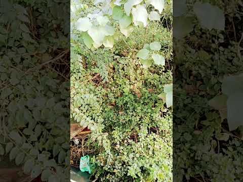 #music #travel #love #shortsvideo #beach