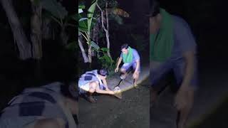 Download lagu wow dapat dua poin burung malam ini #wildlife #animals #nest #awesomethings #nature #funnyanimals mp3