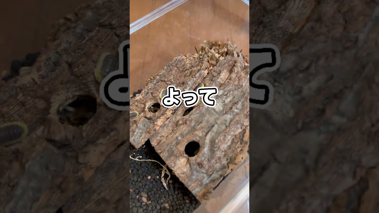 100匹のダンゴムシに１枚の葉っぱを与えると…