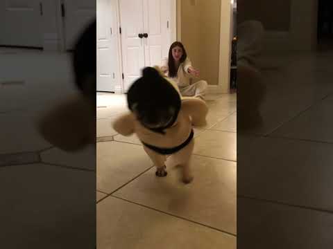 Rocky Taco's Sumo Challenge