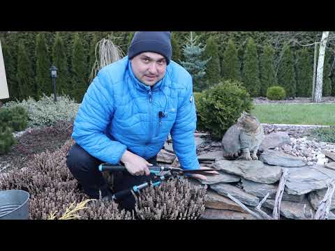 How and when to cut heather?