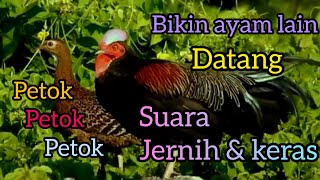 Download lagu Ayam Hutan Jantan petok petok gacor || Suara Pikat Ampuh Ayam hutan hijau || green junglefowl mp3