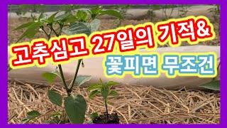 고추정식 27일의 기적&고추꽃 피면 무조건~ 고추재배방법,고추삽목,고추병충해 솔림농원 비닐하우스 텃밭,전원일…