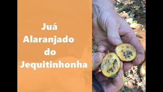 Miniatura do vídeo